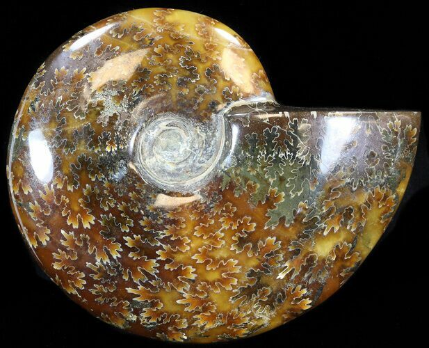 Cleoniceras Ammonite Fossil - Madagascar #44461